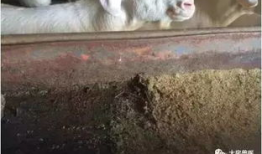 羊圈吃瓜爆料图片大全集,揭秘娱乐圈幕后真相图片大揭秘